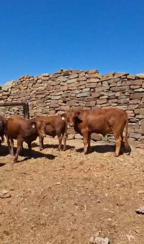 0 Bedroom Property for Sale in Murraysburg Western Cape